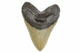 Fossil Megalodon Tooth - North Carolina #299038-1